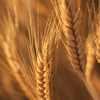Vitamin B – für Energie, Nerven & Stoffwechsel
