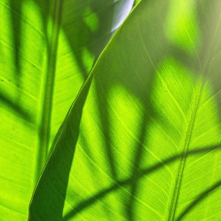 Kategorie Vitamin D