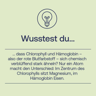 Infografik „Wusstest du…" mit Text über Chlorophyll und Hämoglobin auf hellgrünem Hintergrund mit Glühbirnen-Icon