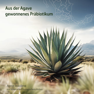 Agave tequilana Pflanze in Wüstenlandschaft, Text: Aus der Agave gewonnenes Präbiotikum, bio-zertifiziert