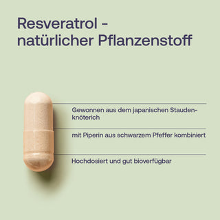 Resveratrol Kapsel Infografik – natürlicher Pflanzenstoff, gewonnen aus japanischem Staudenknöterich, mit Piperin