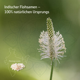 Plantago ovata Pflanze mit weißer Blütenähre, Indischer Flohsamen 100% natürlichen Ursprungs, Indien-Karte