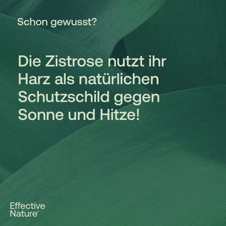 Infografik von Effective Nature: Text über Zistrose und ihr Harz auf dunkelgrünem Blattpflanzenhintergrund