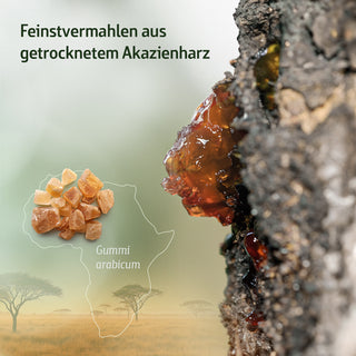 Gummi arabicum Akazienharz am Baumstamm, getrocknete Harzkristalle vor Afrika-Silhouette, Text Feinstvermahlen aus...