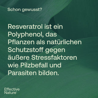 Infografik von Effective Nature: Text über Resveratrol als Polyphenol auf dunkelgrünem Blätterhintergrund.