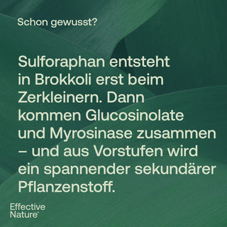 Infografik von Effective Nature: Text über Sulforaphan, Glucosinolate und Myrosinase auf dunkelgrünem Blätterhintergrund